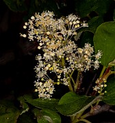 Ceanothus velutinus 20-9882